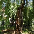 Legnica, Ab.038
