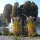 Kozi Staw Legnica - panoramio
