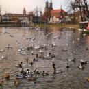 To nie kozi ale staw ptasi. - panoramio